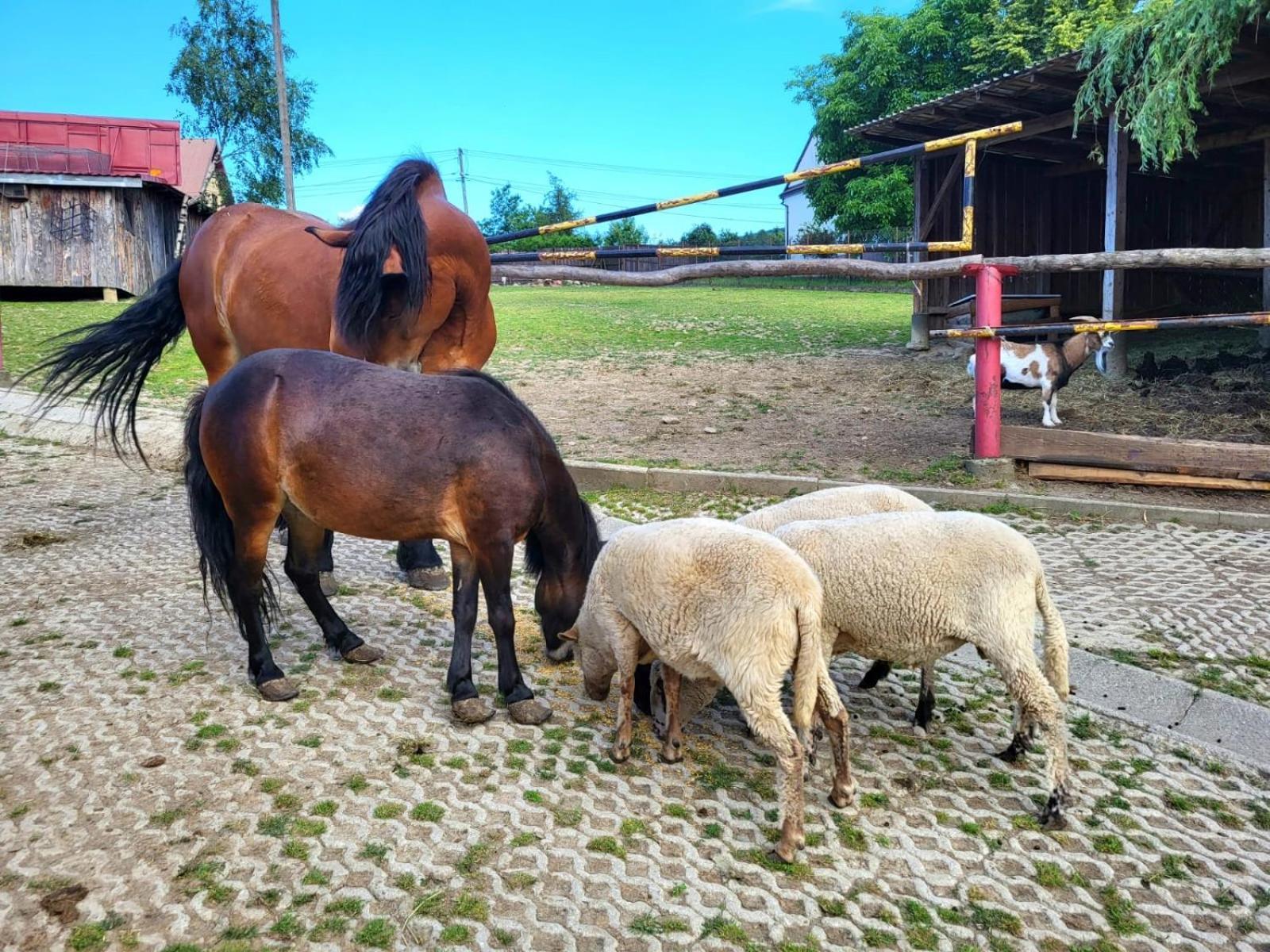 Koperkowe Rancho Beskid Wyspowy Domek Malopolskie Kamionna Kamionna  Екстер'єр фото